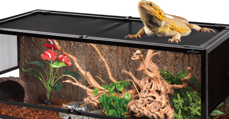 reptizoo reptile glass terrarium
