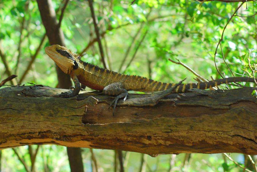 Pet shops have been abandoned by owners, leaving more than a hundred reptiles