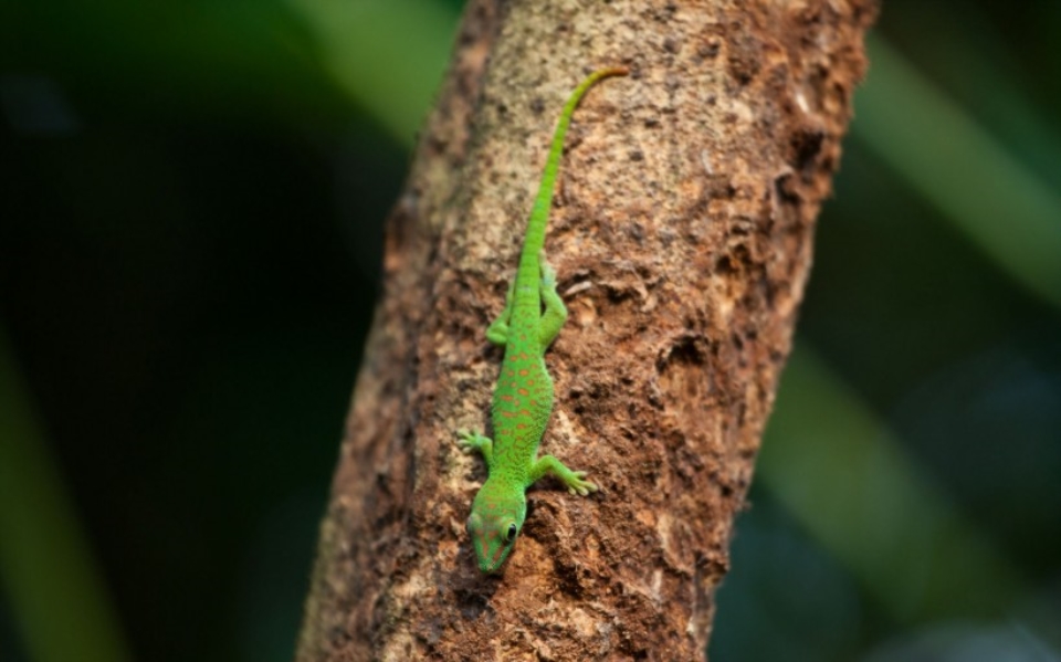 The new pet makes life more reptilian posture