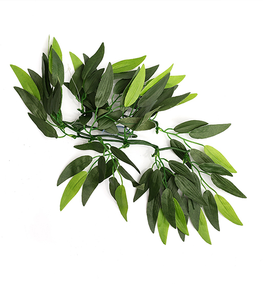 Heternanthera zosterifolia TP001
