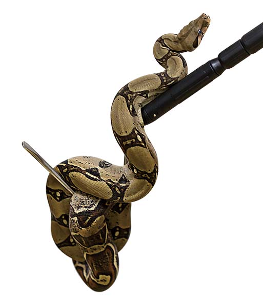 Snake breeding equipment new arrivals