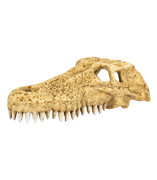 ERS34 Crocodile Skull Hide Cave